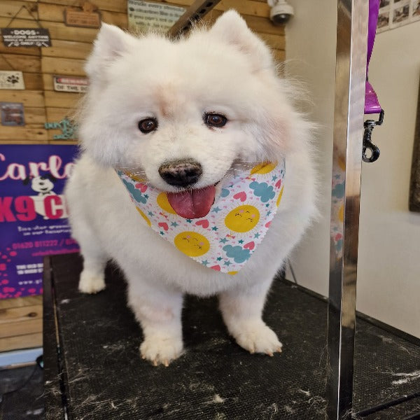 Large and Extra Large ONLY Tieback Bandanas