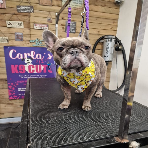 Large and Extra Large ONLY Tieback Bandanas