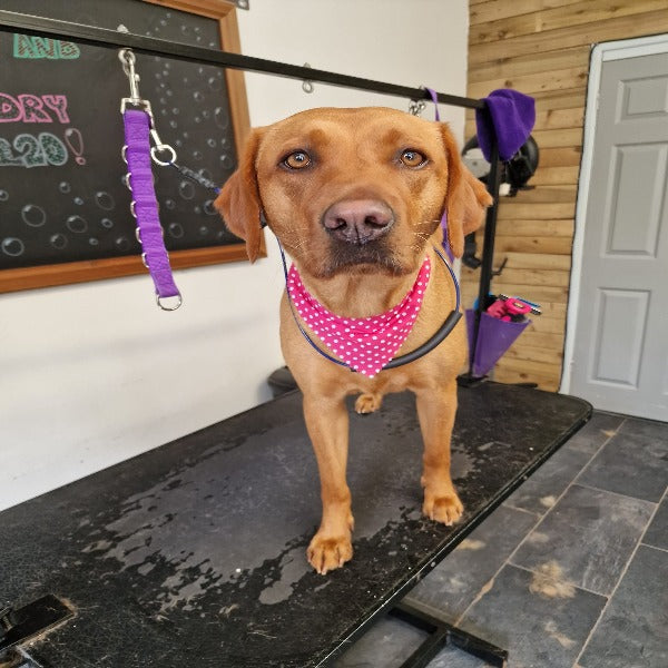 Small and Medium ONLY Tieback Bandanas