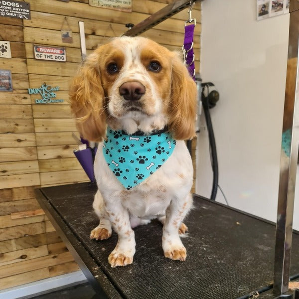 Small and Medium ONLY Tieback Bandanas